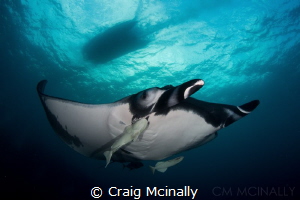 A giant manta and the zodiac tender pass going in opposit... by Craig Mcinally 